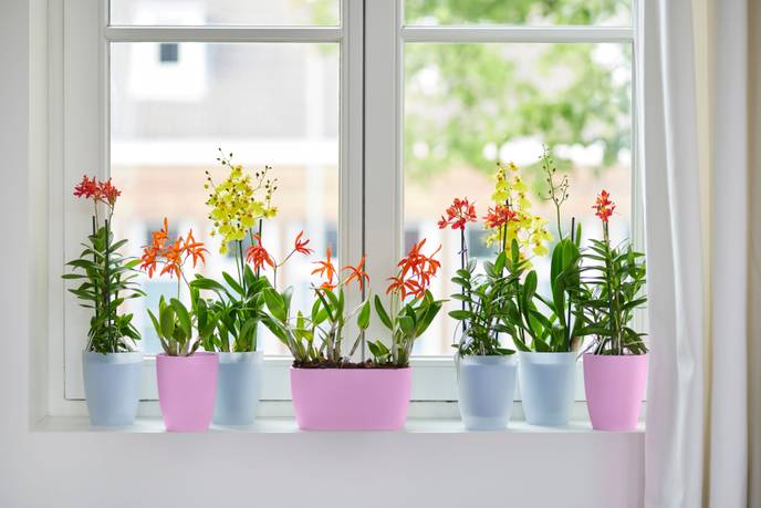 brussels orchidée haut 12,5cm violet vif